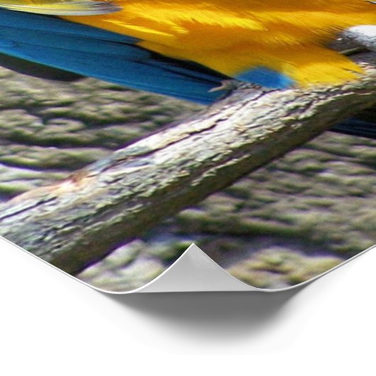 生意気な鳥 ポスター (角)