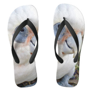 生意気なWhitオーストラリアのコカトゥー、ビーチサンダル ビーチサンダル