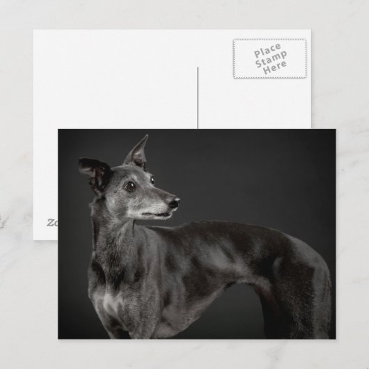 生意気 ポストカード (正面/裏面)