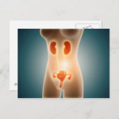 生殖器官を持つ女性体の解剖学 ポストカード (正面/裏面)