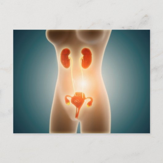 生殖器官を持つ女性体の解剖学 ポストカード (正面)