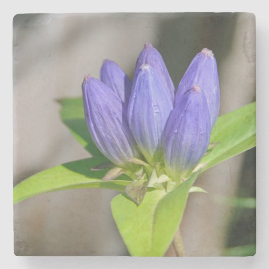 生殖器 ストーンコースター (正面)