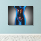 生殖機能を有する女性体のX線像 キャンバスプリント (インサイチュ (ウッドフロア))