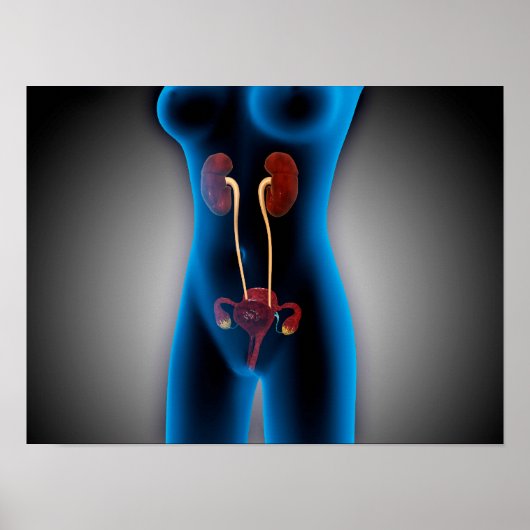 生殖機能を有する女性体のX線像 ポスター (正面)