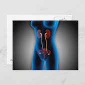 生殖機能を有する女性体のX線像 ポストカード (正面/裏面)