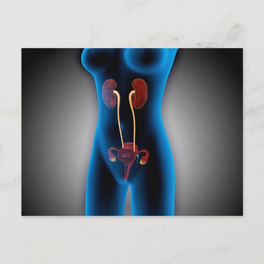 生殖機能を有する女性体のX線像 ポストカード (正面)