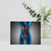 生殖機能を有する女性体のX線像 ポストカード (スタンド正面)