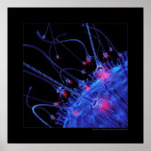 生物学:魅力 ポスター (正面)