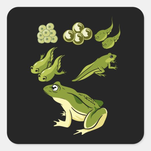 生物学 – Frog Lifecycle スクエアシール (正面)