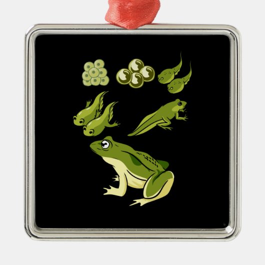 生物学 – Frog Lifecycle メタルオーナメント (正面)