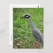 生理ヘロン ポストカード (正面/裏面)