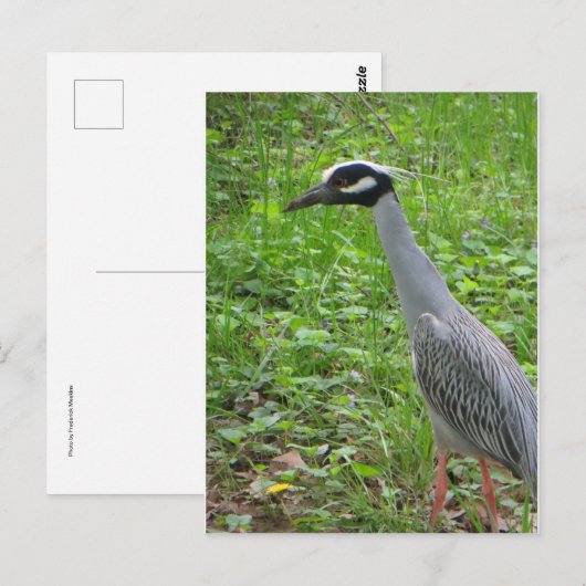 生理ヘロン ポストカード (正面/裏面)