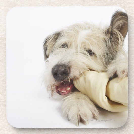 生皮の骨でかみ砕いている犬 コースター (正面)