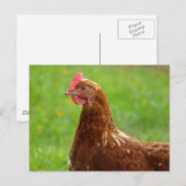 産み捨てヘンドロードアイランドレッドチキン ポストカード (正面/裏面)
