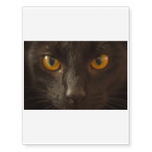 用心して下さい! ここに黒猫を来ます