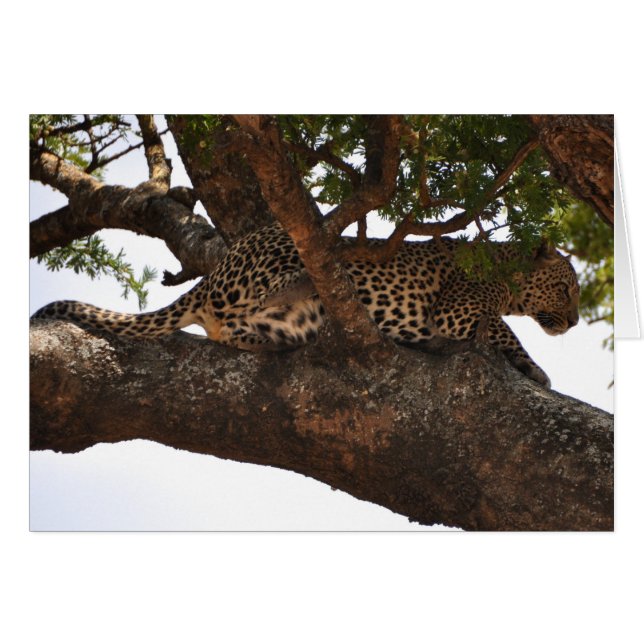 用心深い (正面横)