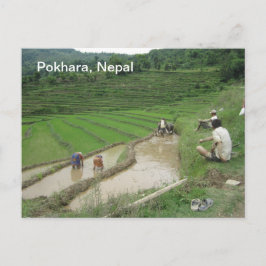 田んぼの植え付け ポストカード