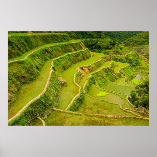 田んぼを見下ろす ポスター (正面)