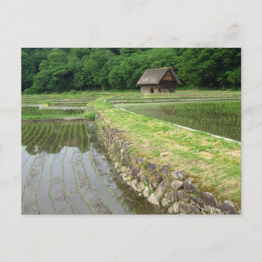 田んぼ:岐阜県 ポストカード (正面)