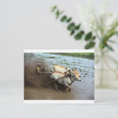 田伝統的田スマトラの牛レース ポストカード (スタンド正面)