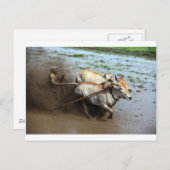 田伝統的田スマトラの牛レース ポストカード (正面/裏面)