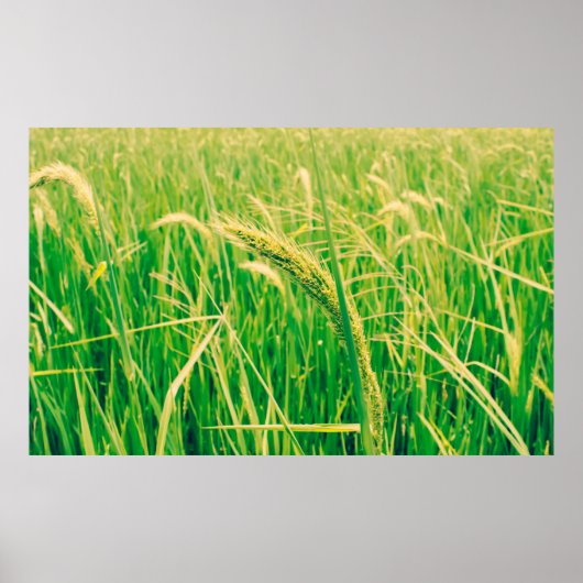 田畑と新鮮なヴィンテージ ポスター (正面)