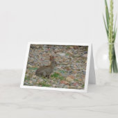 田舎のカードに野生のウサギ カード (正面)