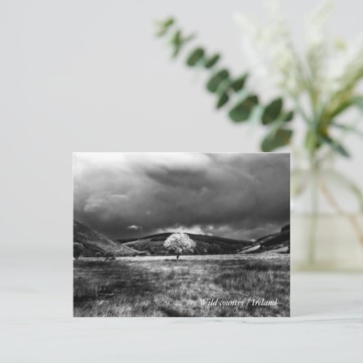 田舎の木 ポストカード (スタンド正面)