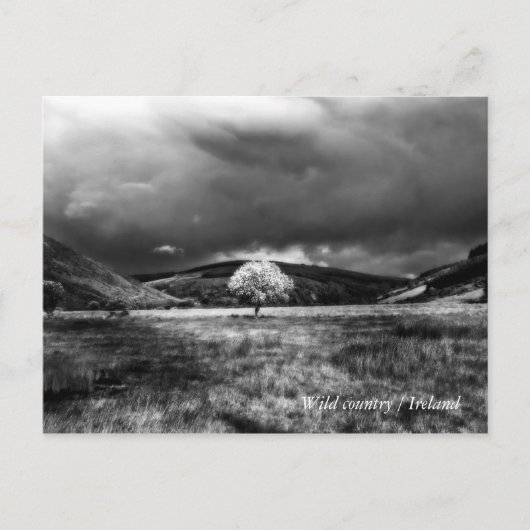 田舎の木 ポストカード (正面)