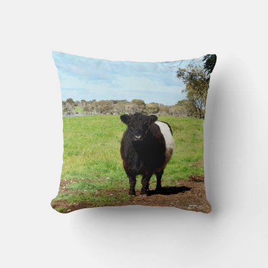 田舎の雌ガロウェイ牛、クッション クッション (正面)