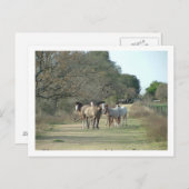 田舎の馬 ポストカード (正面/裏面)