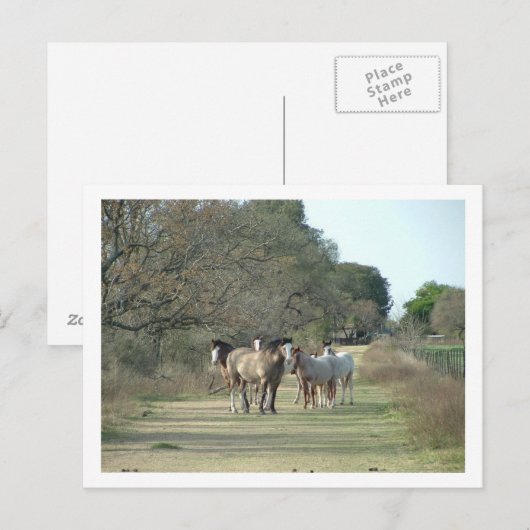 田舎の馬 ポストカード (正面/裏面)