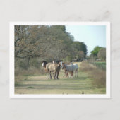 田舎の馬 ポストカード (正面)