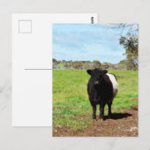 田舎女流牛葉書 ポストカード (正面/裏面)