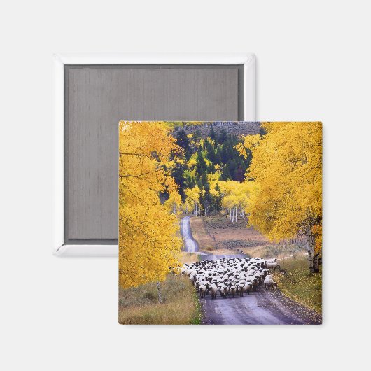 田舎道の羊 マグネット (正面/裏面)