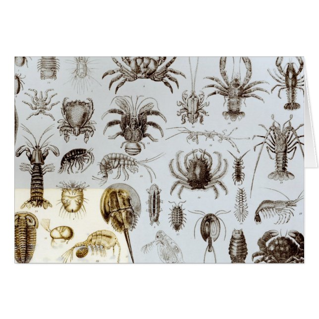 甲殻類および蜘蛛形綱 (正面横)