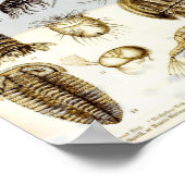 甲殻類とアラチニダ ポスター (角)