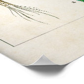 甲殻類 ポスター (角)