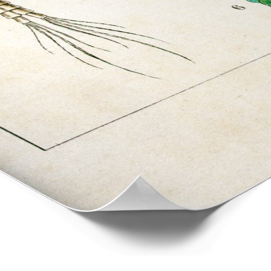 甲殻類 ポスター (角)