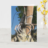 甲殻類AKAロブスターヘッド…仏教地獄 カード (黄色い花)