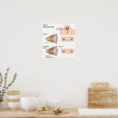 甲状腺眼病ポスター ポスター (キッチン)