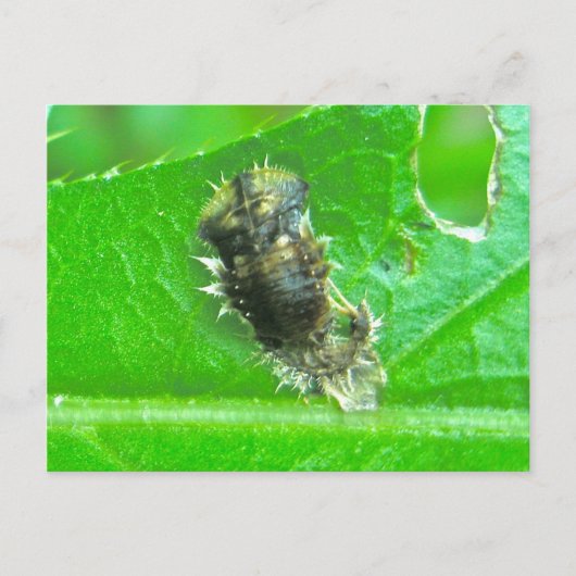 甲虫の幼虫の虫はがき ポストカード (正面)