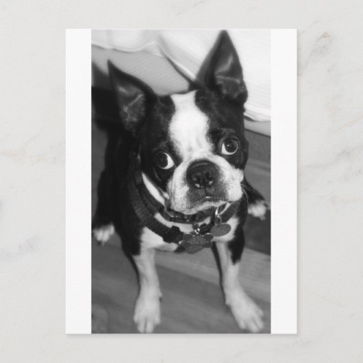 申し訳ありません ポストカード (正面)