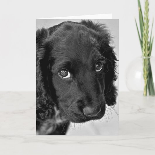 申し訳ないカード カード (正面)