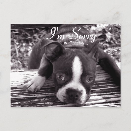 申し訳ないカード ポストカード (正面)