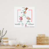 男の子と女の子における思春期のホルモン制御 ポスター (キッチン)