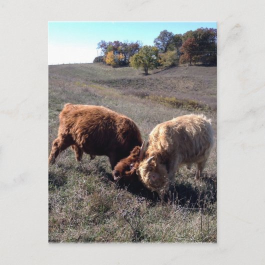 男の子は男の子… ポストカード (正面)