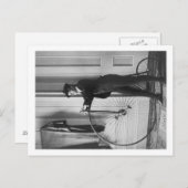 男の格好をした女性 ポストカード (正面/裏面)