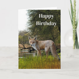 男の誕生日 赤いキツネ 野生と自然 カード