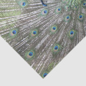 男性のインドの孔雀ファンそれは尾羽です 薄葉紙 (詳細)